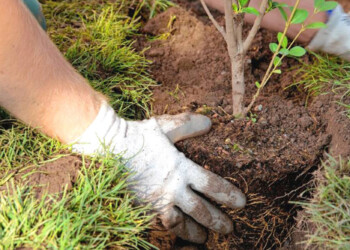 Plantarán 1.500 árboles para contribuir con la reforestación