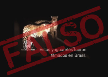Es falso el video de dos yaguaretés supuestamente filmados en Argentina