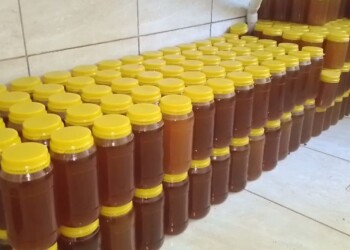 La Cooperativa Las Abejas apunta a lograr su propia marca de miel en la localidad de 25 de Mayo