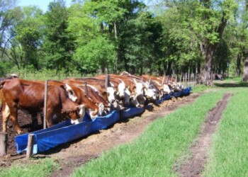 Lanzan suplemento regulador de consumo para alimentar bovinos