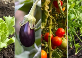 La huerta urbana en agosto: ¿Qué sembrar durante el mes?