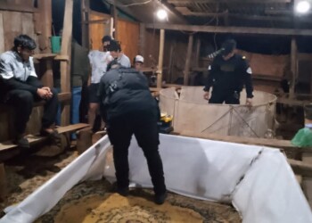 Desmantelaron una red de peleas clandestinas de gallos