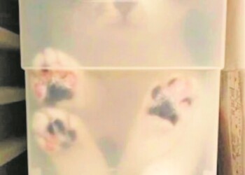 ¿Dónde está el gatito?