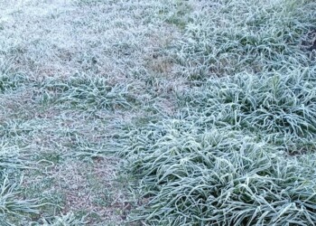 Primeras heladas de la temporada en Misiones