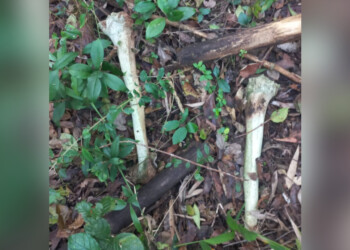 Hallaron un cráneo y otros huesos humanos en Jardín América