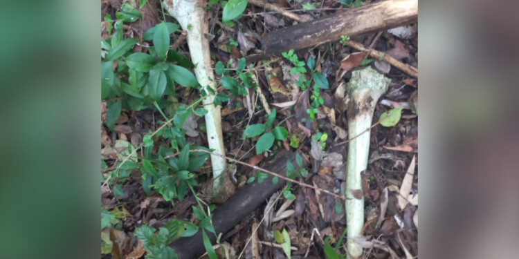 EN POSADAS. Los restos óseos serán analizados por el Cuerpo Forense.