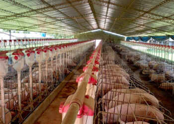 La carne porcina y derivados podrían aumentar hasta un 20% por la suba del maíz