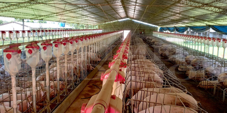 GALPONES DE GESTACIÓN. COFRA se encarga de la reproducción de lechones y los productores del engorde.