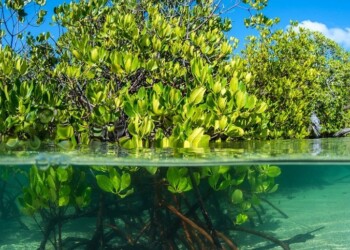 Los manglares, su importancia y seis cosas que podemos hacer por ellos