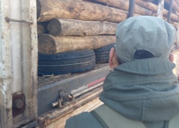 Ocultaban neumáticos de contrabando en una carga de eucalipto