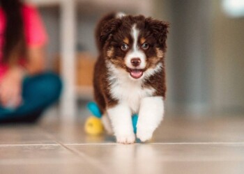 Enseña a tu perro a reconocer su nombre