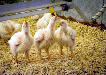 Cooperativa de Wanda, al borde de la quiebra por restricciones del SENASA