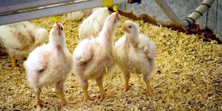 SIN PRODUCCIÓN. “Los clientes nos piden que volvamos a comercializar nuestros pollos, pero es imposible en estas condiciones”, lamentó el presidente de la Cooperativa Integral del Norte de Wanda Limitada.