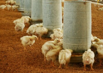 Cooperativa de Wanda llegó a un acuerdo con SENASA para trasladar pollitos