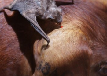 “Hace tiempo no se reportaba un caso de rabia paresiante en Iguazú y menos en un equino”