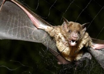 “Hace tiempo no se reportaba un caso de rabia paresiante en Iguazú y menos en un equino”