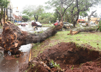 Lo que dejó el temporal en Posadas: árboles caídos y alrededor de 20 familias afectadas