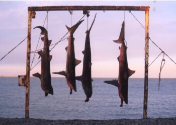 Argentina tiene varias especies de tiburones, pero están en serio peligro