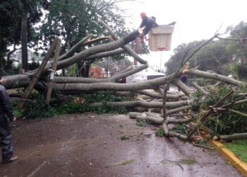 Tormenta en Oberá: caída de árboles, voladura de techos y familias inundadas