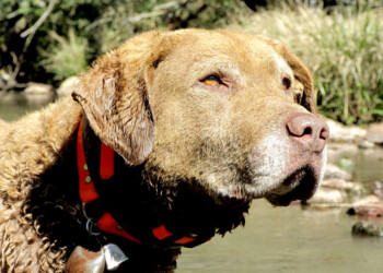Train, el perro científico que tendrá en su honor una estatua en la selva misionera