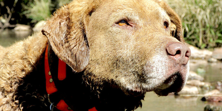 FIEL AMIGO. “Fue mi compañero en el monte durante once años”, contó emocionada Karen Dematteo.