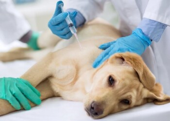 Las vacunas, la mejor herramienta para prevenir enfermedades en perros y gatos