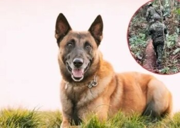 Dejaron de buscar a Wilson y le rindieron un homenaje