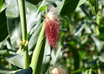 “Dentro de poco habrá más lluvias y mejorarán cultivos”