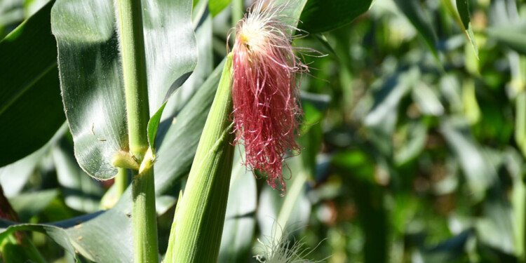 BUENAS PERSPECTIVAS. Aunque se anticipan lluvias abundantes, el tramo final del invierno y la llegada de la primavera serán mucho más beneficiosos para las plantaciones.