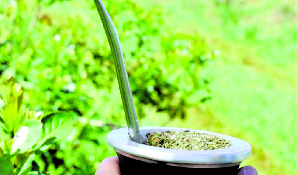 Yerba mate: “Hoy el precio debería ser de 480 a 500 pesos por kilo”