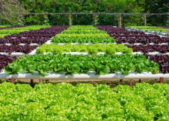 La agricultura regenerativa sería más económica que la industrial