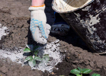 Cenizas de madera como un fertilizante de las plantas