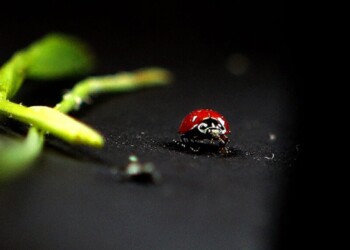 Advierten por el impacto de agroquímicos en insectos benignos