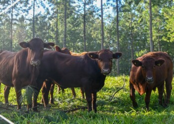 Brindarán una capacitación sobre alimentación invernal de ganado