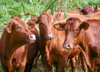 Brindarán una capacitación sobre alimentación invernal de ganado