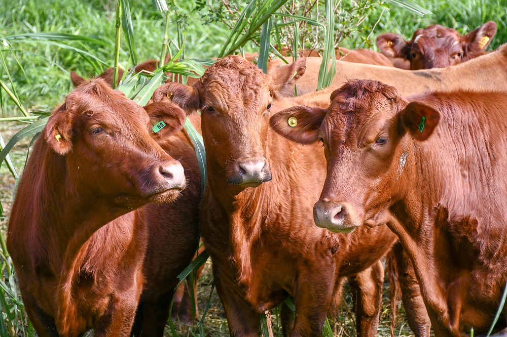 Pamberger: “Misiones produce poco, pero la carne local ganó calidad y demanda”
