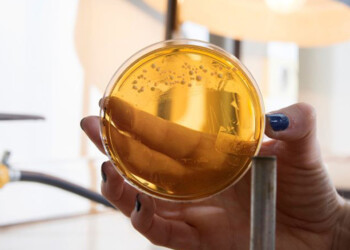 Probióticos, una alternativa al peligroso uso de antibióticos en los animales