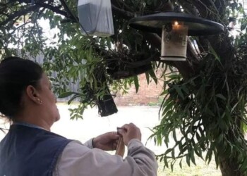 Analizarán la presencia del vector de la leishmaniasis en casas con perros positivos