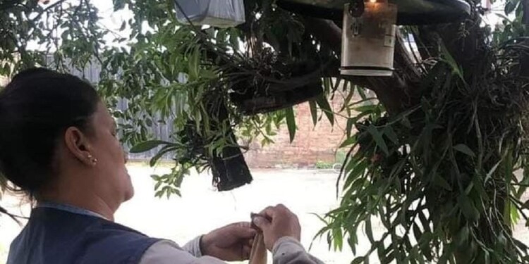 EL CICLO. Este insecto se cría en las hojarascas, donde hay humedad, a diferencia del Aedes aegypti que se cría en donde hay agua acumulada.