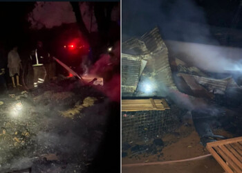 Más de una decena de perros murieron tras incendiarse un refugio en Campo Viera 