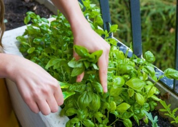 Como cuidar la albahaca en macetas y tenerla verde todo el año