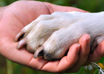 Tras una vida de rescatista ahora necesita de la ayuda de todos para un tratamiento contra el cáncer