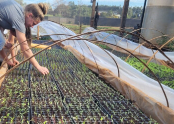 Aplican productos orgánicos a la producción con resultados fabulosos