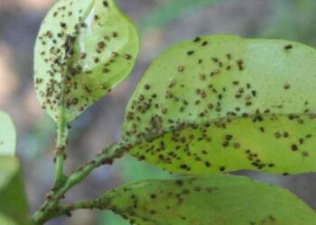Agua jabonosa como insecticida para espantar a los pulgones