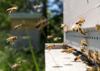 Abejas podrían evitar la muerte de sus colonias a causa de un parásito