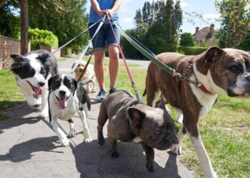 Busca crear una aplicación para conectar a los paseadores de perros