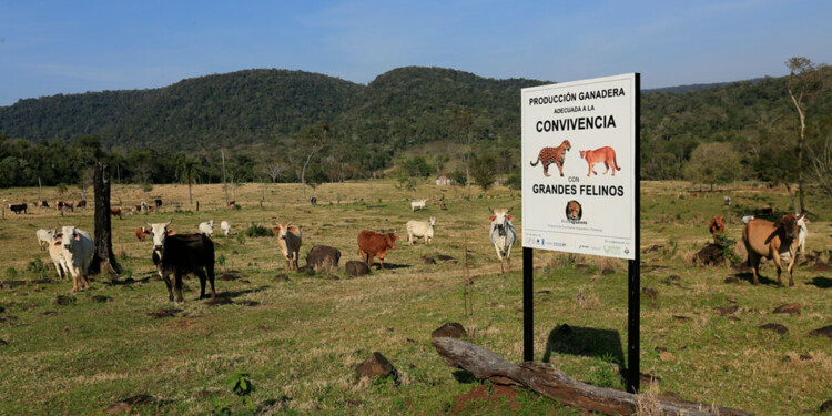 CERTIFICADOS. Solo dos campos productores del país recibieron desde la Red Yaguareté la “Certificación de producción ganadera adecuada a la convivencia con grandes felinos”. En ambos casos se encuentran en Misiones.