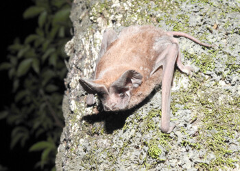 Descubren una nueva especie de  murciélago en la reserva Osununú