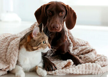 Perros y gatos, también distintos a la hora de resguardarlos del frío: ¿Qué tener en cuenta?