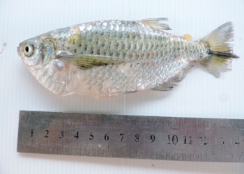 Peces del río Paraná: machete